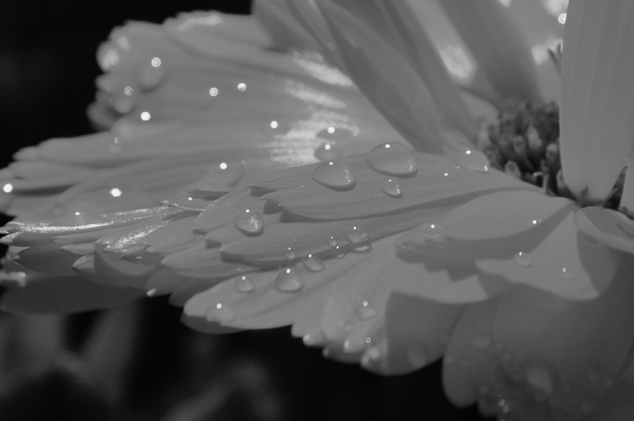 black and white photography flower with water drops